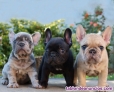 Preciosos cachorros de bulldog francés