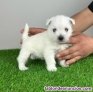Cachorros West Highland white terrier