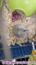 Fotos del anuncio: Regalo cras hamster ruso