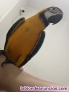Vendo guacamayo arauna