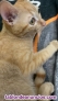 Fotos del anuncio: Regalo gatos bebes 3 meses