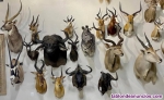 Len/impalla/antlope/ciervo/oso/alce/bfalo y taxidermia base de alta calidad a