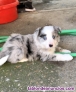 Cachorros de border collie