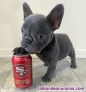 Hermoso bulldog francs disponible