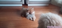 Vendo pomerania hembra mini