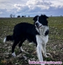Regalo Border Collie 