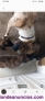 Fotos del anuncio: Regalo cachorros mastin con malinois. 2 meses