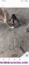Fotos del anuncio: Regalo cachorros mastin con malinois. 2 meses