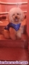 Se vende caniche toy