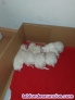 Preciosos cachorros de bichn maltes