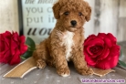 Cachorros de Caniche Toy 