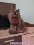 Fotos del anuncio: Regalo gato persa