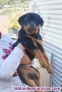 Cachorros de Rottweiler 