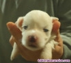 Camada de bichón maltés en adopción.