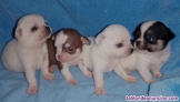 Cachorros de chihuahua 