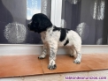 Fotos del anuncio: Disponible cachorros de Bretn lnea de los majadales 