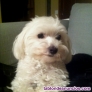 Preciosos cachorros de Bichon Malts Para Adopcion
