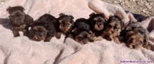 Preciosos cachorros de yorkshire terrier colorful 