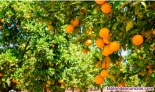 Fotos del anuncio: Finca de Naranjos