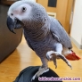 Excelente y hermoso Loros yacos papileros de cola Roja
