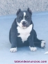 American Bully 644265277