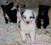 Regalo en adopcion de cachorros de border collie
