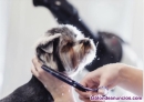 Curso profesional peluquera canina 
