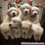 Preciosos cachorros de golden retriever para  adopcion