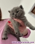 Gatitos Británico pelo Corto en adopción