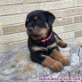 Preciosos cachorros de rottweiler para adopcion