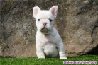 Cachorro de bulldog francs