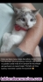 Fotos del anuncio: Busco familia para mi gatita Lana