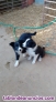 Preciosos cachorritos de border collie autnticos.