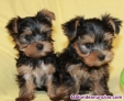 PUROS/Excelentes cachorros de Yorkshire Terrier 