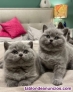 Tenemos 2 hermosos gatitos British Shorthair disponibles