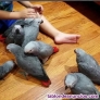 Bebs Gris Africano Criados a mano disponibles 