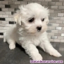 Bichon maltes linea americanos toy 
