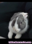 Fotos del anuncio: Mini loop habana conejo