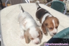 Fotos del anuncio: Cachorros de beagle,telf 652325877