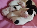 Bonitos cachorros de Bulldog Francs 