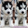 PURO Husky Siberiano Cachorros  niña y niño