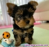 1 nia y 1 nio Cachorros Yorkshire Terrier en adopcin