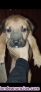 Fotos del anuncio: Doy cachorros en adopcin