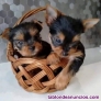 Yorkshire cachorros