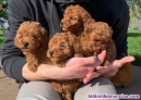 Fotos del anuncio: Excelentes cachorros de Caniche toy