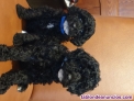 Fotos del anuncio: Excelentes cachorros de Caniche toy