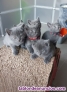 Exelente gatitos de raza Azul Ruso
