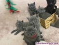 British shorthair machos y hembras