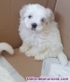 Bichon maltes 