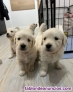 Golden Retriever macho y hembra Para Adopcion